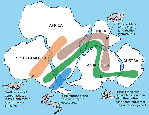 fossil distribution across continents