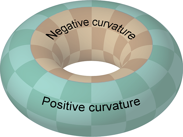 Torus showing positive and negative curvatures