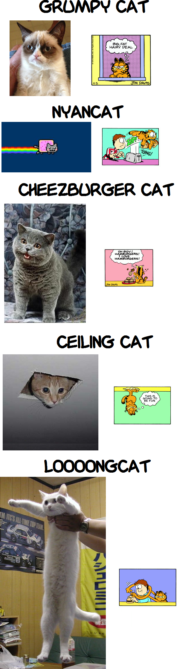 Cat Memes