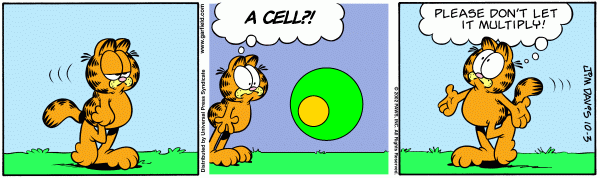 Mitosis