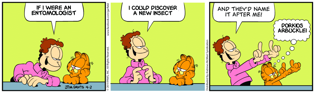 Insecto Patronym